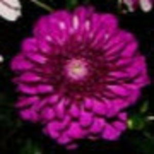 Meet your Posher, Amie